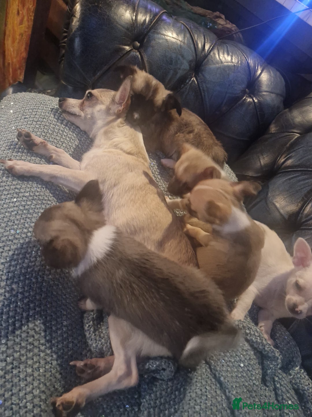 Chihuahua dogs for sale: Chihuahua pups for sale - Image 7