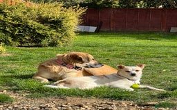 Mixed Breed dogs for adoption: Lovely Lola is Ready for Her Forever Home! 💖 - Image 2