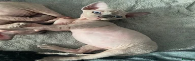 Sphynx 5