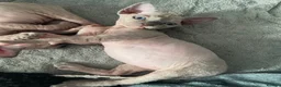 Sphynx cats for sale: Stunning blue sphinx kittens  - Advert 14