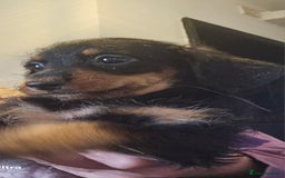 Doxiepoo dogs for sale: Doxipoos puppies mega curly and suited  - Image 4