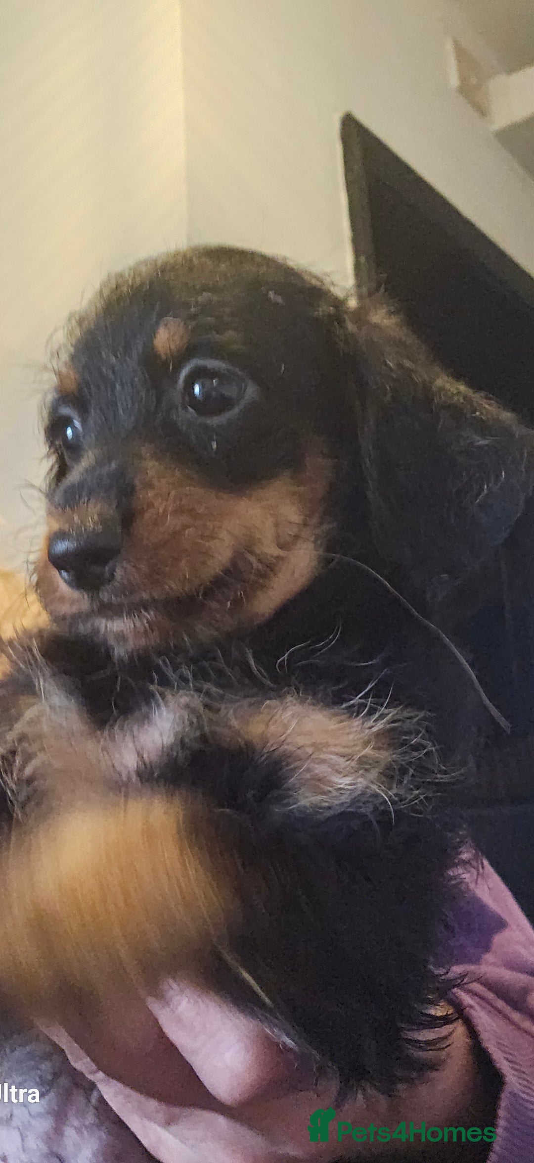 Doxiepoo dogs for sale: Doxipoos puppies mega curly and suited  - Image 4