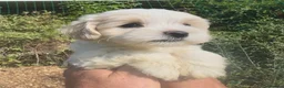 Maltipoo dogs for sale: Stunning Teddy Bear Toy Maltipoo Puppies  - Advert 32