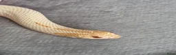 Snake reptiles for sale: CB22 Male Hognose Snake Arctic Albino Superconda - Advert 3