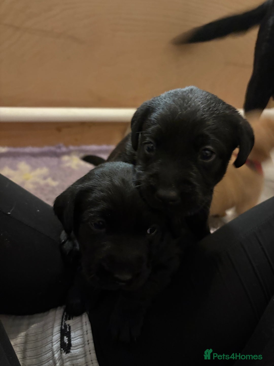 Labrador Retriever dogs for sale: Labrador puppies.  - Advert 9
