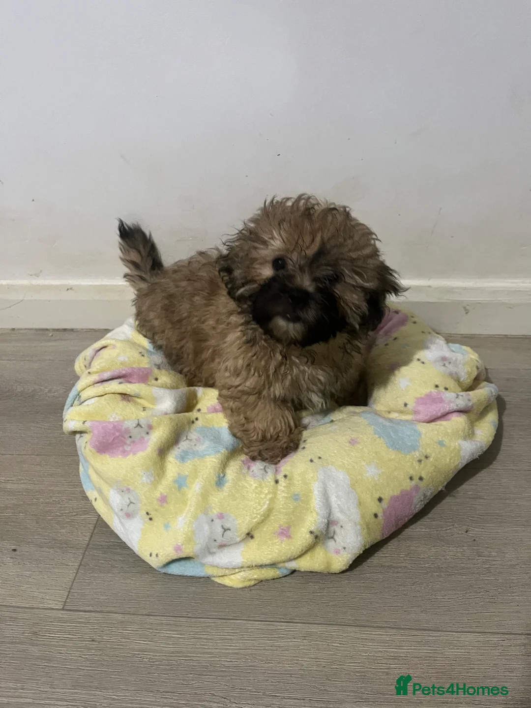 Mixed Breed dogs for sale: 2 male 3 female imperial shih tzu/bichon cross - Advert 8