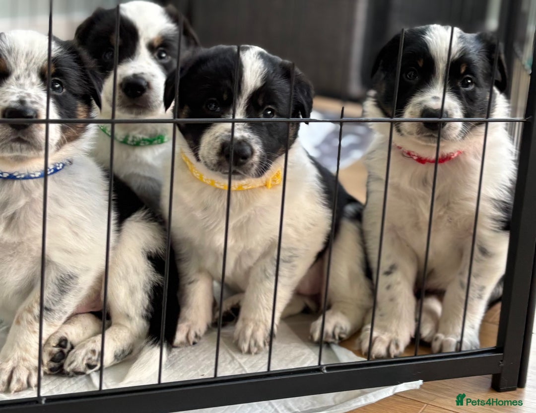 Border Collie dogs for sale: Unique Tri colour and piebald Border Collies  - Image 1