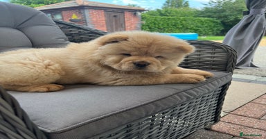 Chow Chow dogs - Advert 2