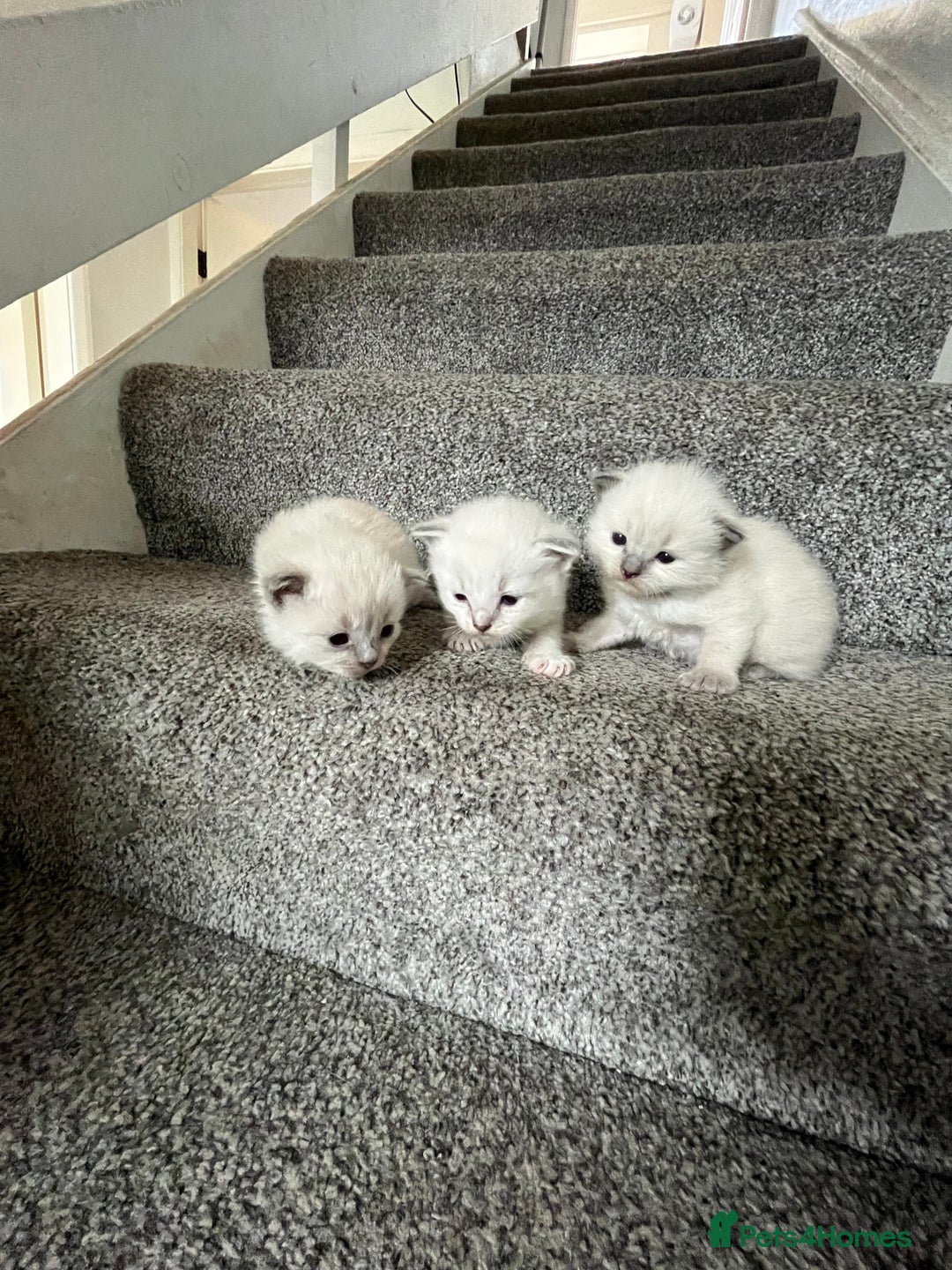 Ragdoll cats for sale: 3 Male Ragdoll kittens - Image 3