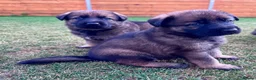 German Shepherd dogs for sale: KC Registered German Shepard Puppies 🐾🐾🐾 - Advert 21