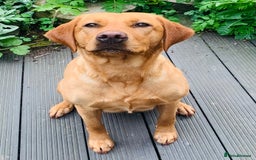 Labrador Retriever dogs for sale: FOX RED LABRADOR PUPPIES  - Image 8