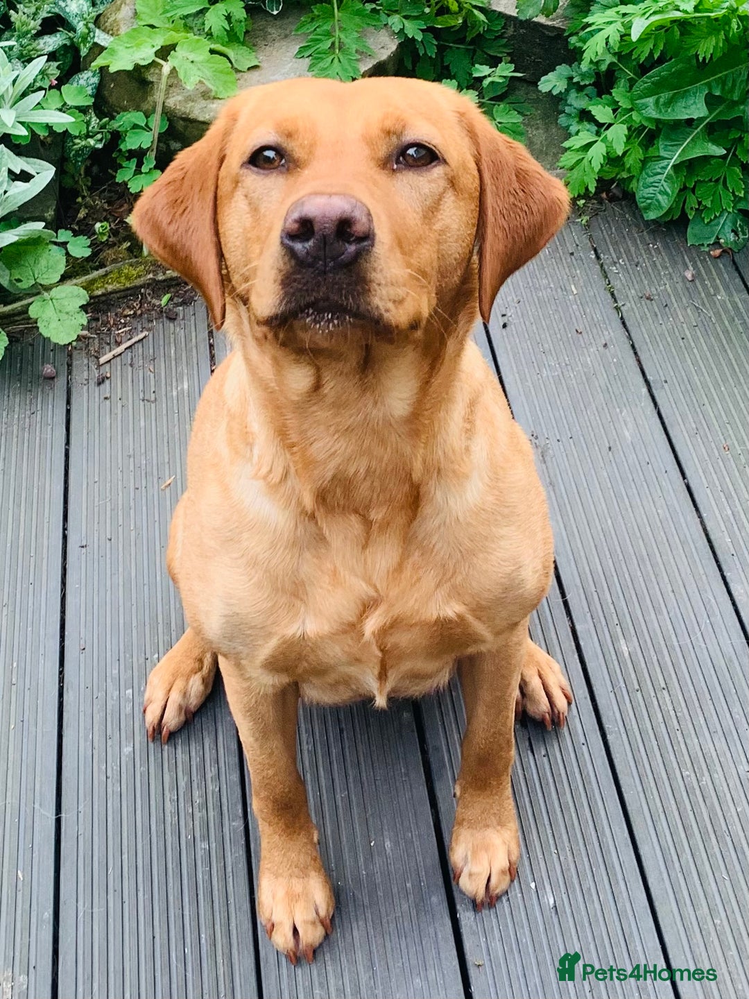 Labrador Retriever dogs for sale: FOX RED LABRADOR PUPPIES  - Image 8