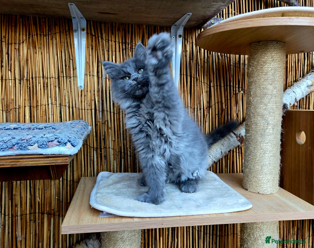 Maine Coon cats for sale: 2 Stunning GCCF Kittens Available.  - Advert 29