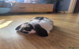 Mini Lop rabbits for sale: Mini lop bunnies ready now  - Image 8