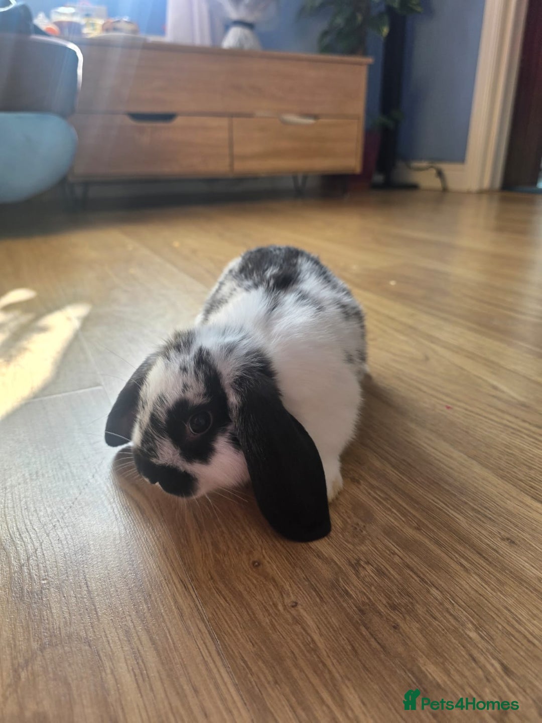 Mini Lop rabbits for sale: Mini lop bunnies ready now  - Image 8