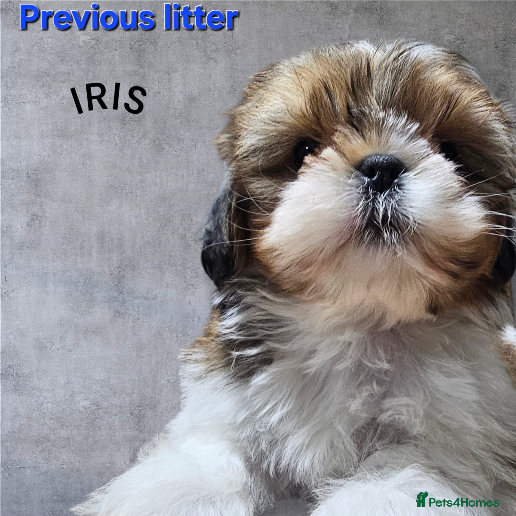 Shih Tzu dogs 🐶🐾EXCEPTIONAL PURE STANDARD SHIH TZU PUPPIES🐾🐶 - Advert 4