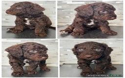 Cockapoo dogs for sale: 🐾Beautiful F2 cockapoos  🐾 - Image 5