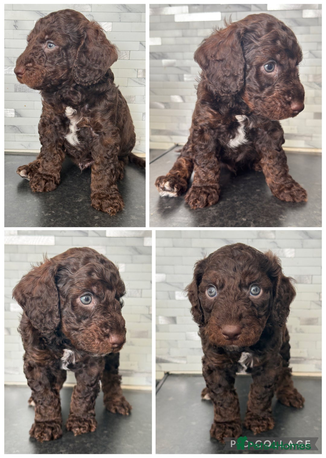 Cockapoo dogs for sale: 🐾Beautiful F2 cockapoos  🐾 - Image 5