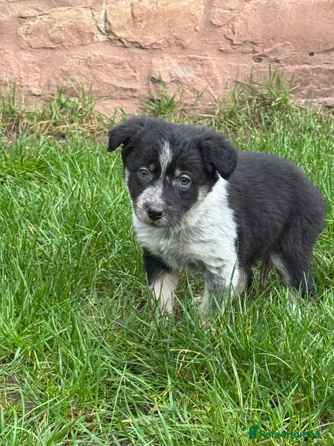 Border Collie dogs for sale: Border collie pups ready from 20th February  - Advert 11
