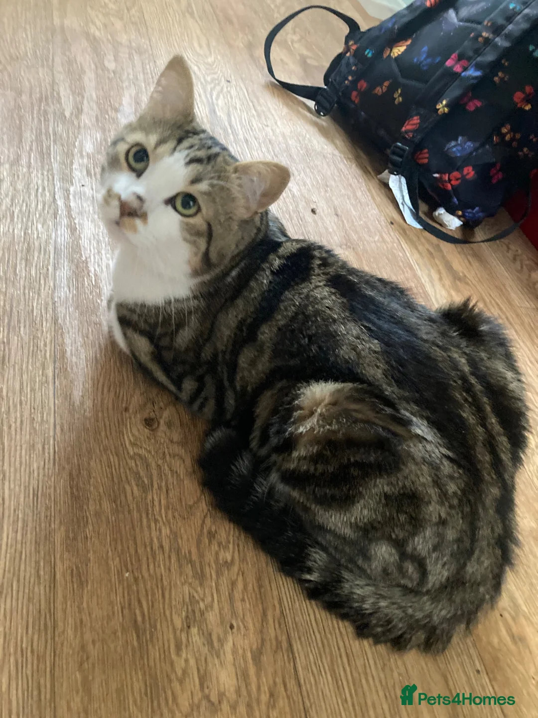 Mixed Breed cats for sale: 1 year old friendly loving male cat  - Advert 1