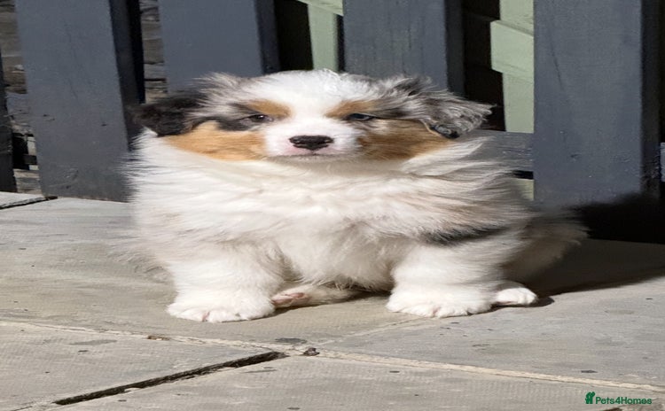 Australian Shepherd dogs - Advert 1