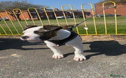 American Bulldog dogs for sale: Ozzy the American Bull Dog Staffy - Image 5