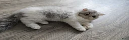 Persian cats for sale: Persian Kittens Extreme Punch Face – Bi-Color GCCF - Advert 28