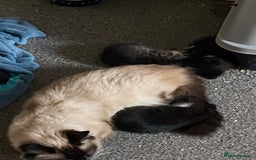 Ragdoll cats for sale: Ragdoll kittens  - Image 9