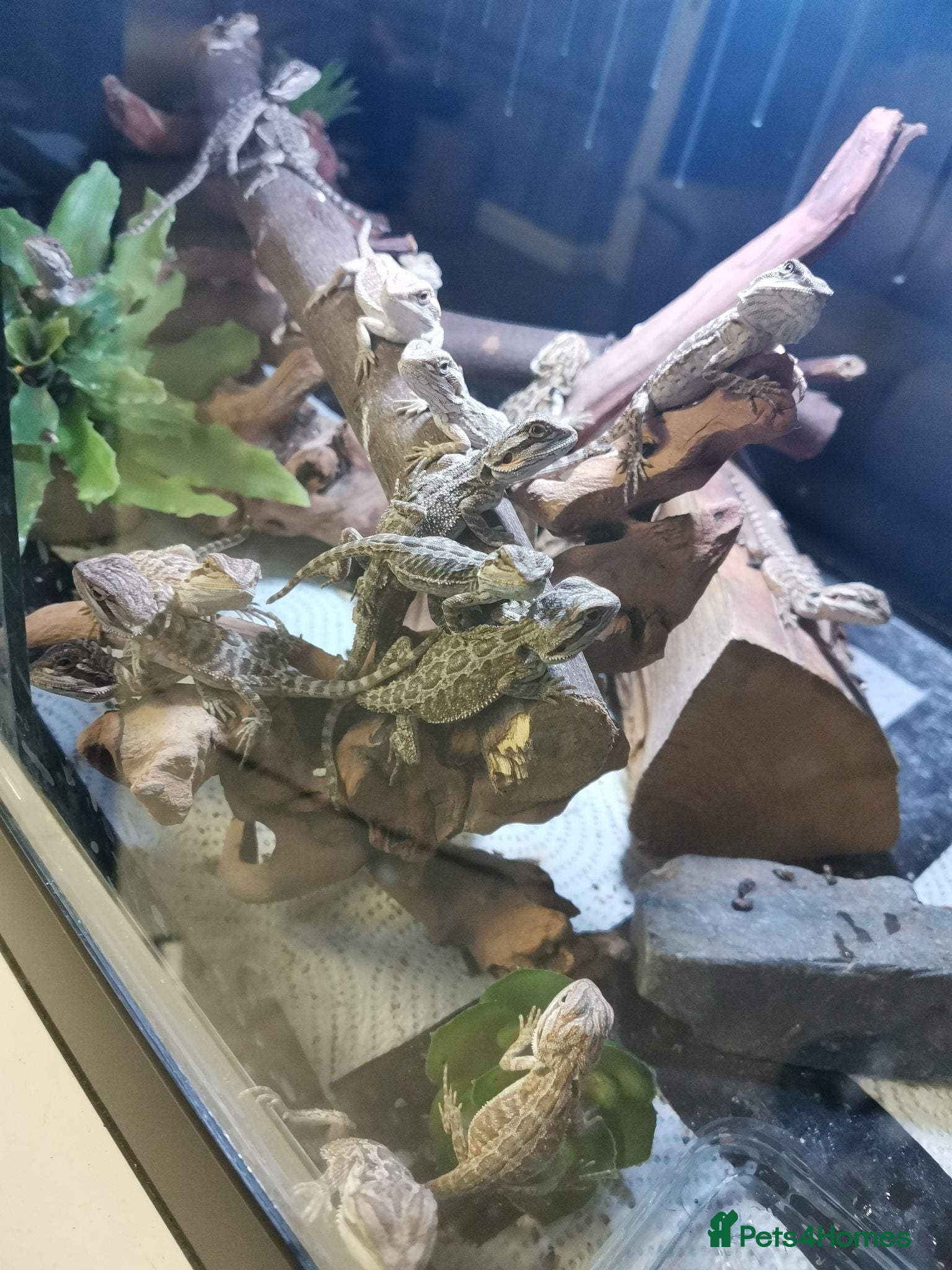 Bearded Dragon reptiles Baby bearded dragons - Advert 2