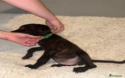 Cane Corso dogs for sale: Beautiful Litter Of Cane Corso Puppys - Image 15
