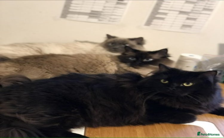 Ragdoll cats - Advert 4