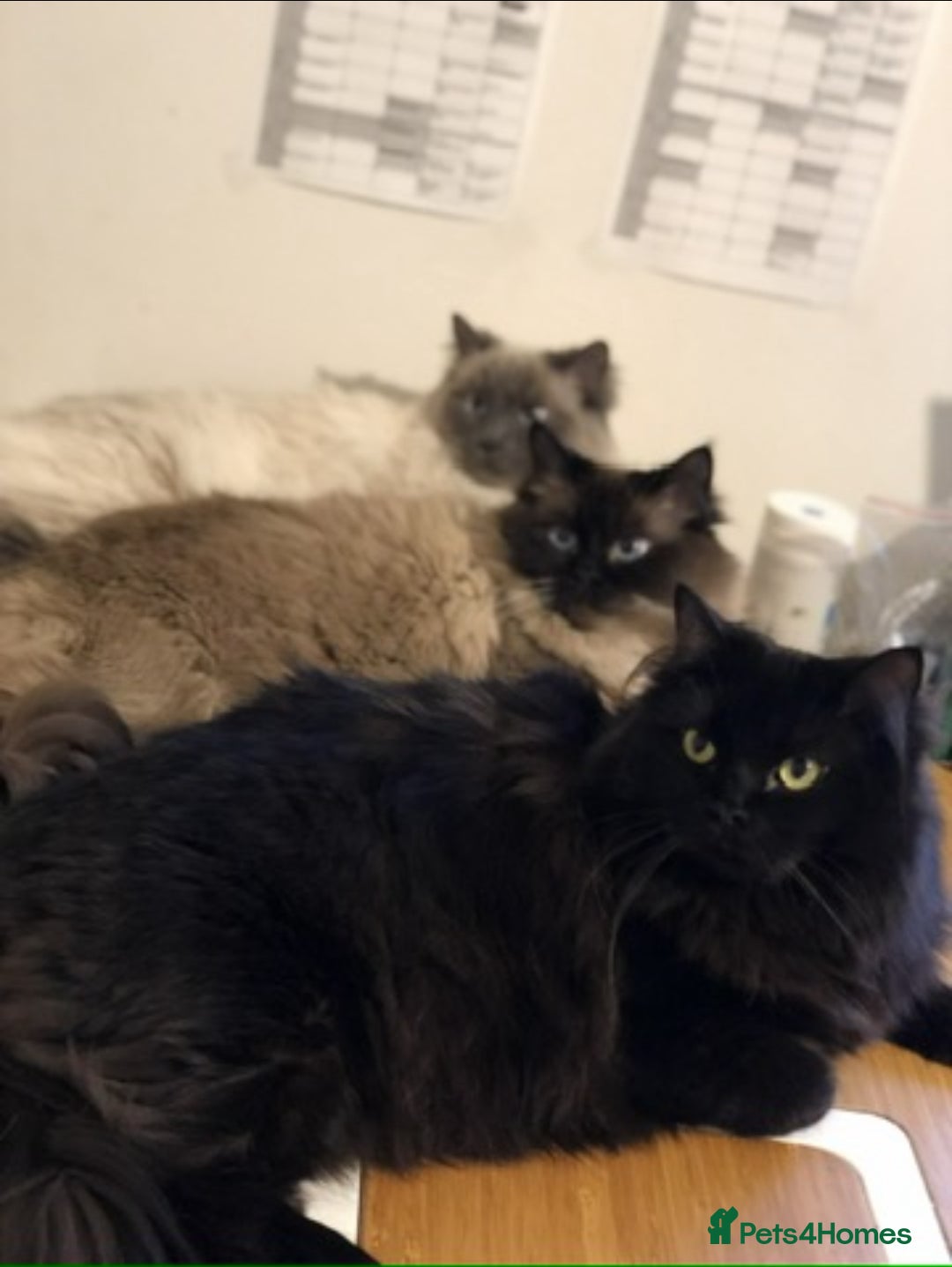 Ragdoll cats for sale: Sensitive Ragdoll Cross Needs a Forever Family - Image 1
