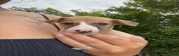 Whippet dogs for sale: Outstanding Male Whippets - Advert 9