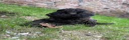 Miniature Poodle dogs for sale: 🖤 🐾 Gorgeous girl available 🐾 🖤 - Advert 23