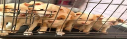 Mixed Breed dogs for sale: Staff/collie puppies  - Advert 16
