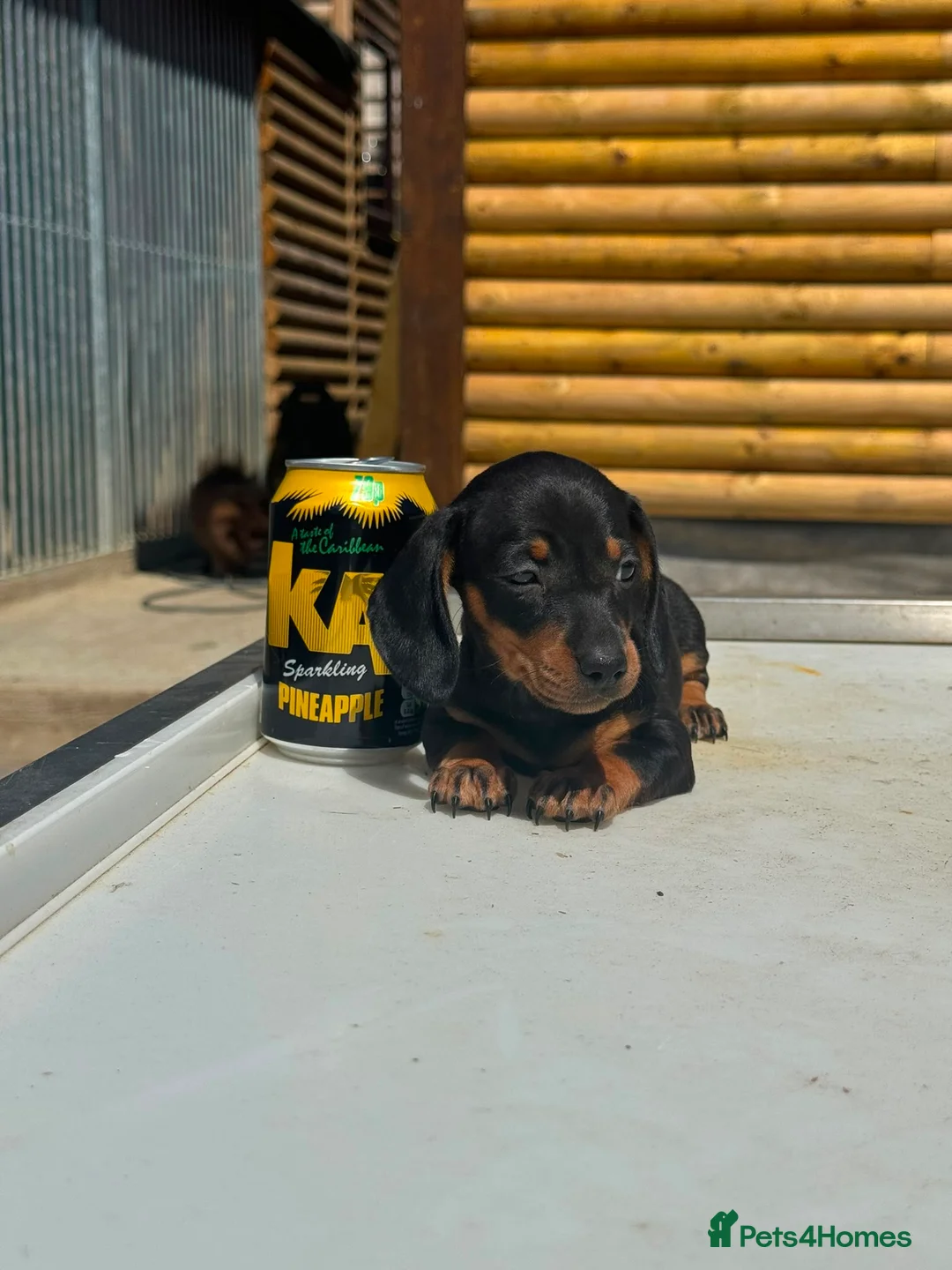 Dachshund dogs for sale: Miniature dachshund! - Advert 2