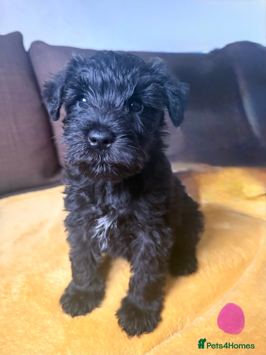 Miniature Schnauzer dogs for sale: KC Miniature Schnauzer Puppies  - Advert 7