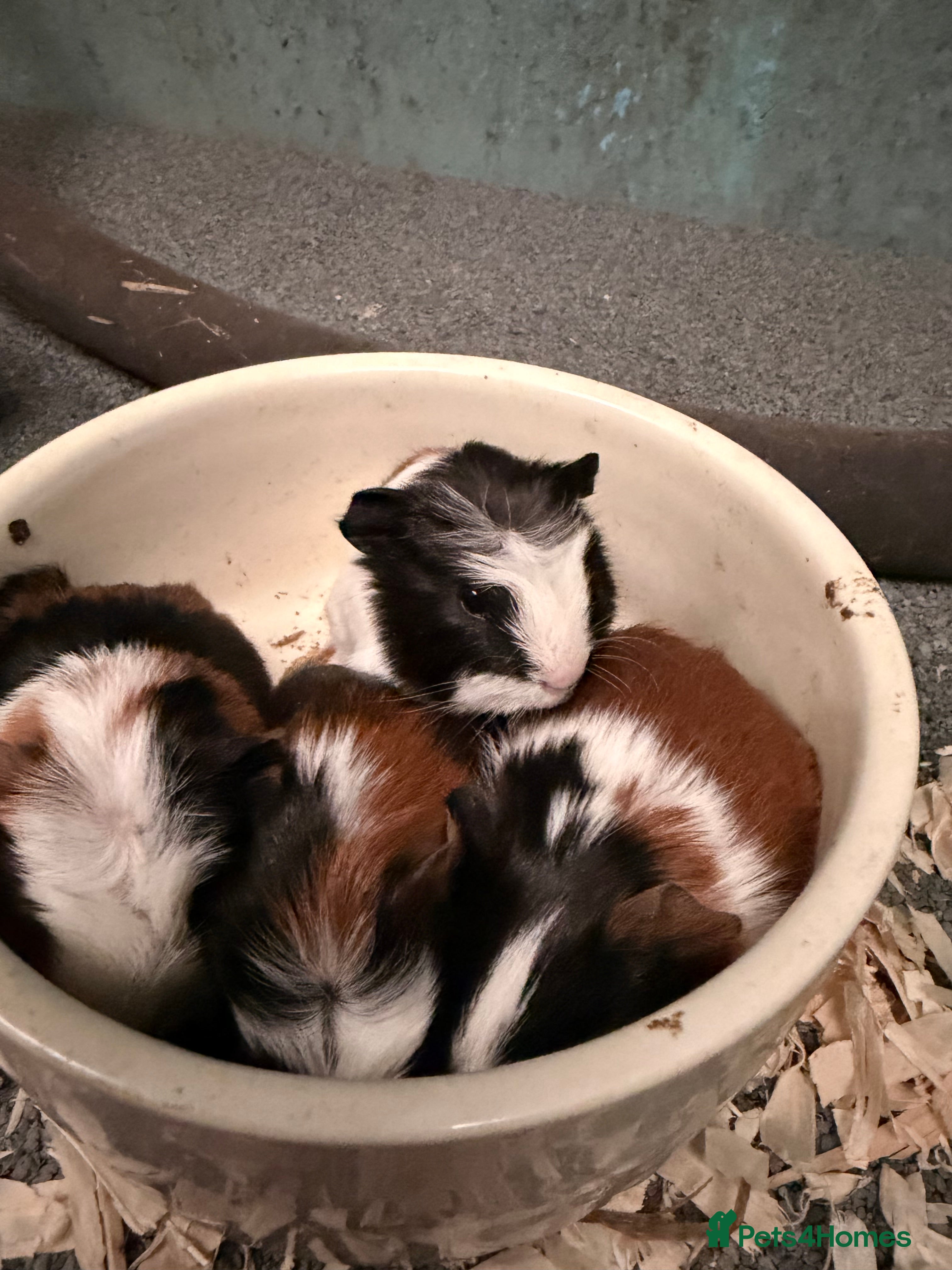 Guinea Pig rodents 4 baby Guinea pigs ready from Christmas Eve  - Advert 15