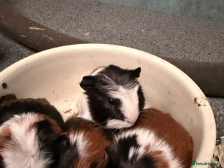 Guinea Pig rodents 4 baby Guinea pigs ready from Christmas Eve - Advert 10