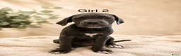 Cane Corso dogs for sale: Cane corso pups - Advert 4