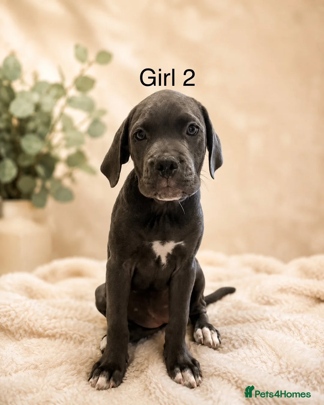 Cane Corso dogs for sale: Cane corso pups - Advert 4