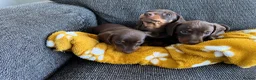 Miniature Dachshund dogs for sale: Genuine miniature dachshund  - Advert 28
