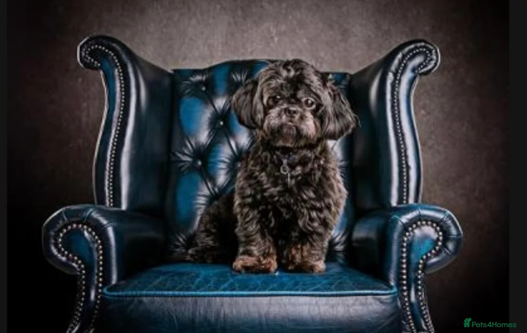 Shih Tzu dogs for stud: Stud dog only - half imperial shitzu  in Wigan - Advert 5