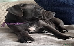 Staffordshire Bull Terrier dogs for sale: KC REGISTERED blue staff puppies - Image 5