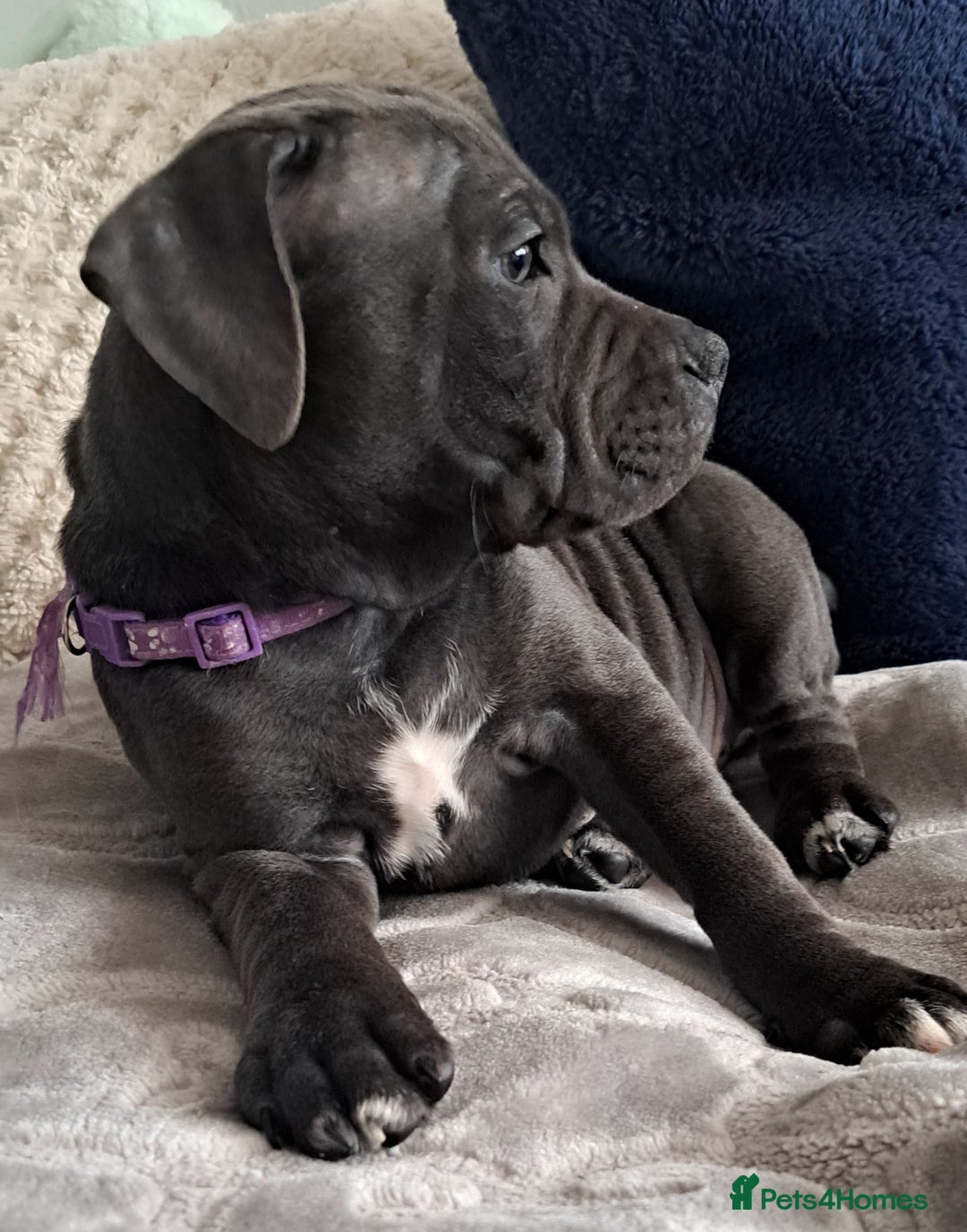 Staffordshire Bull Terrier dogs for sale: KC REGISTERED blue staff puppies - Image 5
