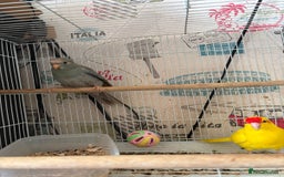 Parakeets birds for sale: Male kakariki  - Image 6