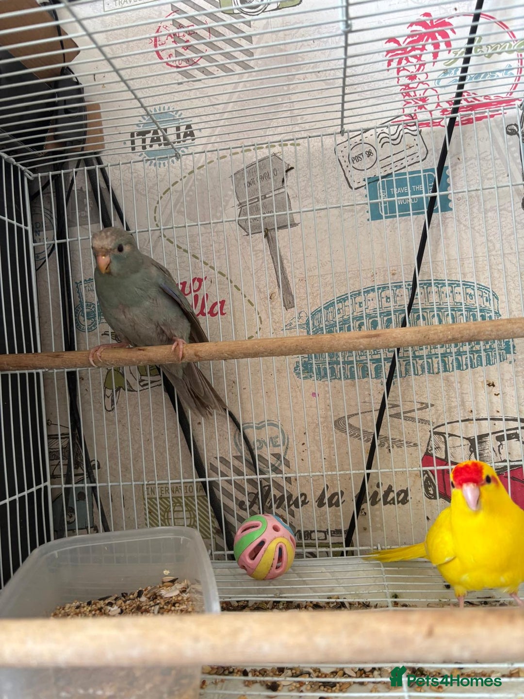 Parakeets birds for sale: Male kakariki  - Image 6
