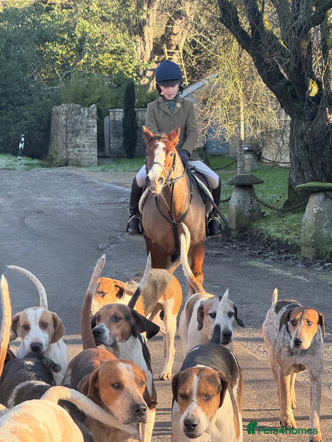 Welsh Section A horses for sale: Super 12.2hh Pony - Advert 3