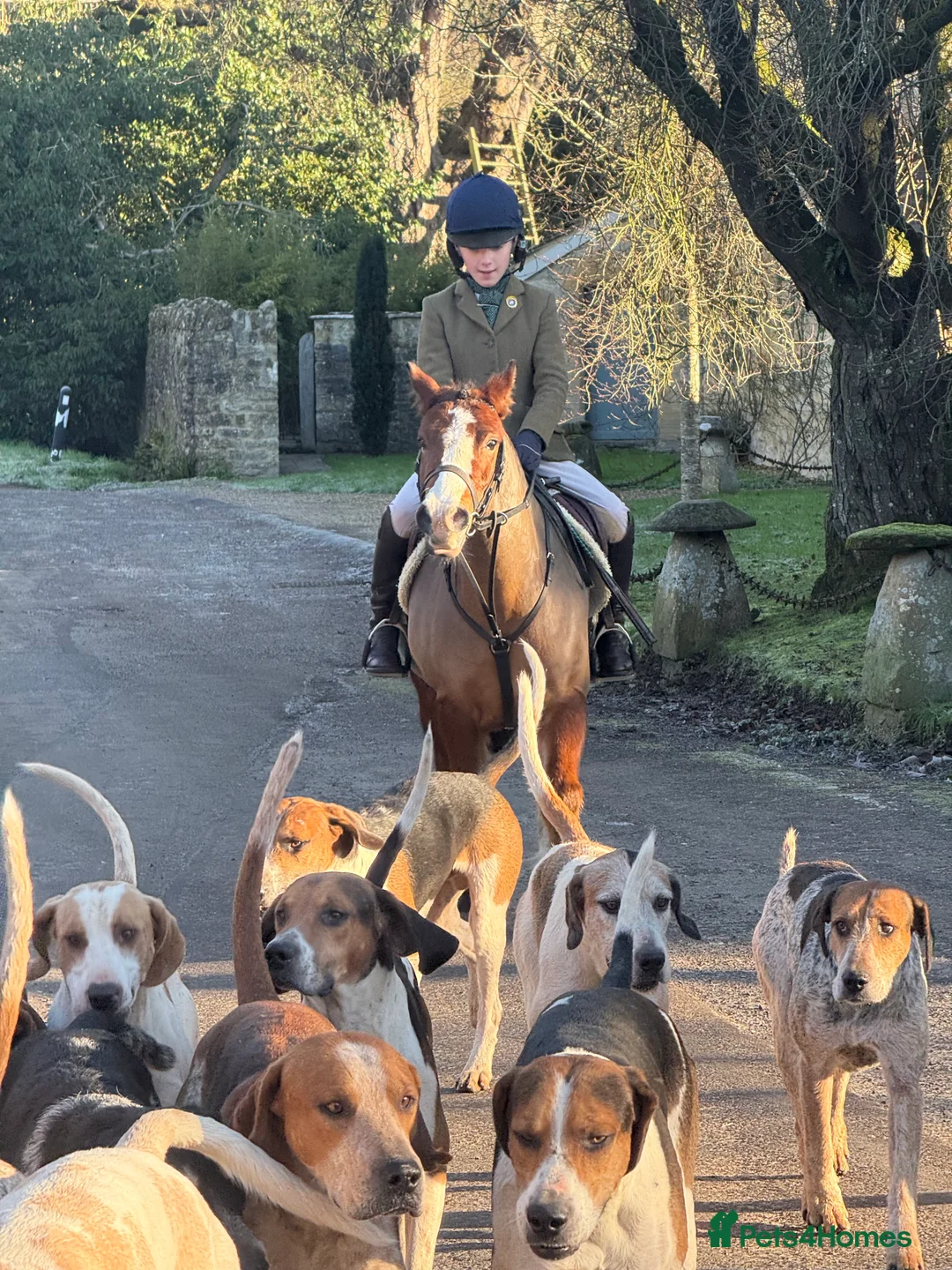 Welsh Section A horses for sale: Super 12.2hh Pony - Advert 3