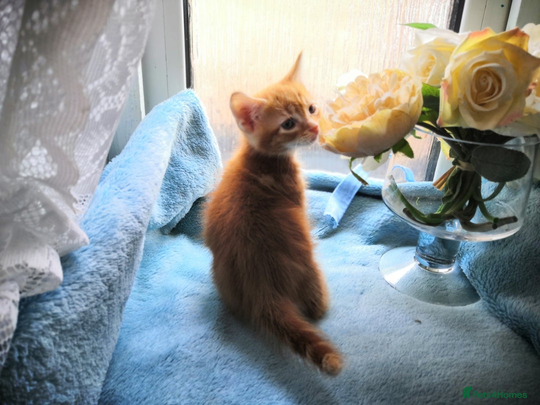 Mixed Breed cats for sale: Beautiful Male kittens VIDEOS - Image 6